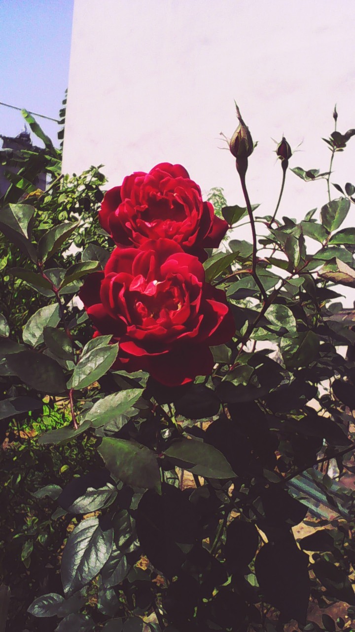 spring flower
