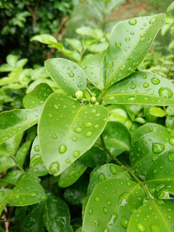 leaf