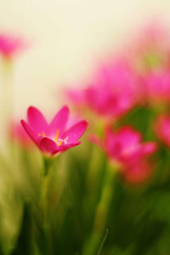 Lilies