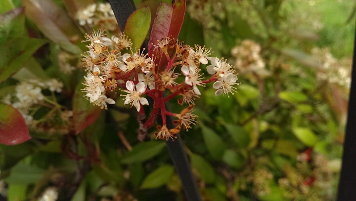 Tiny spring flowers