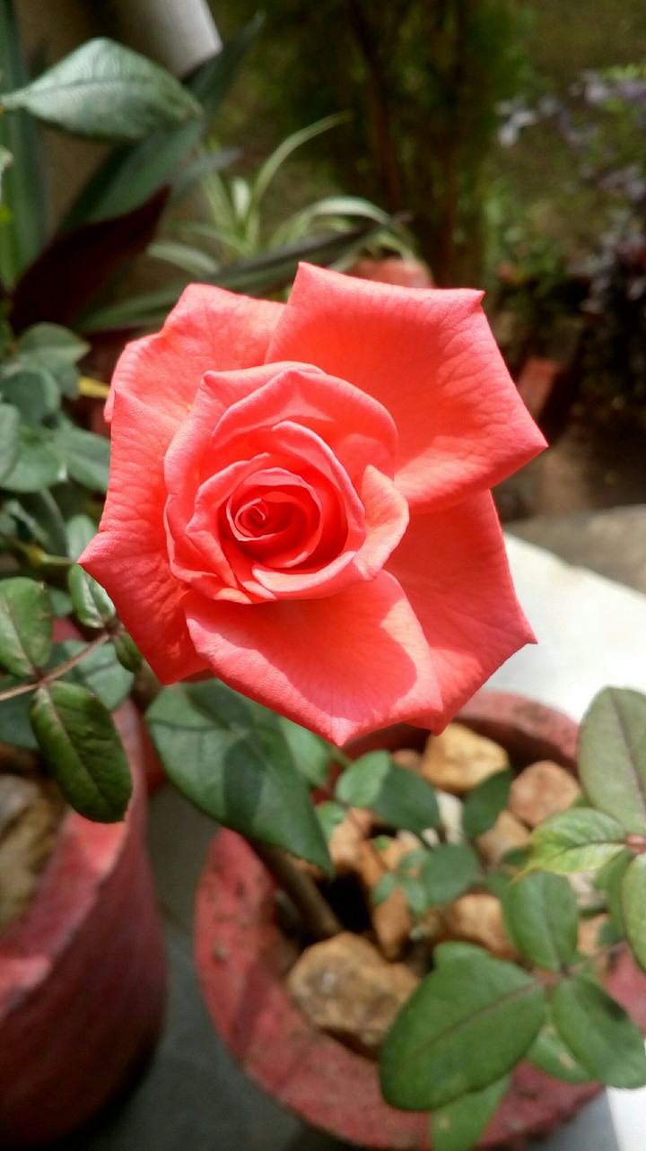 Vermilion rose