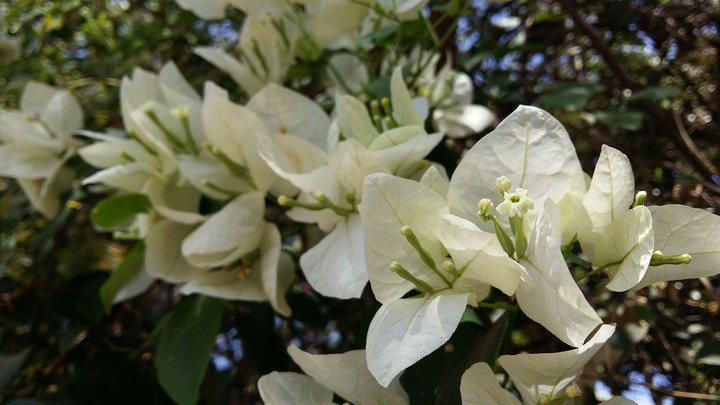 white flowers