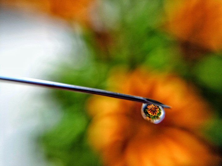 Love is the flower you've got to let grow.”