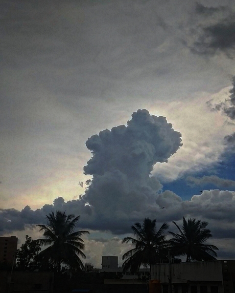 arecales, clouds壁纸
