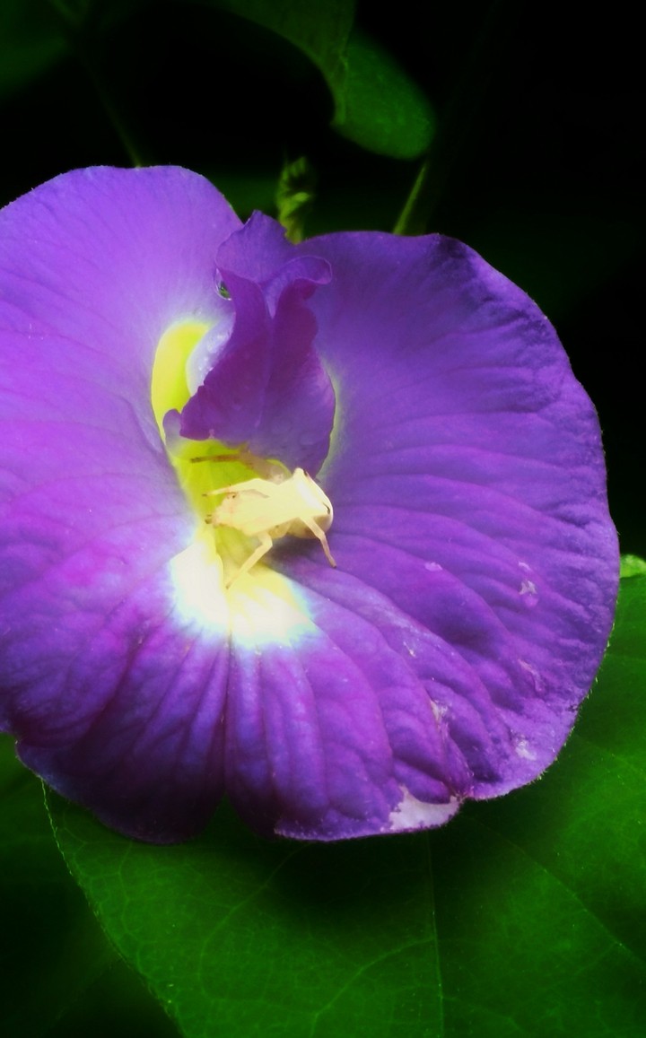 a flower