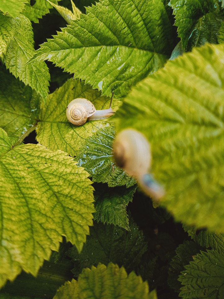Snails