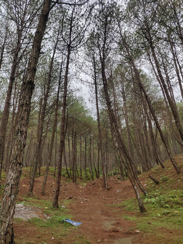 into the woods