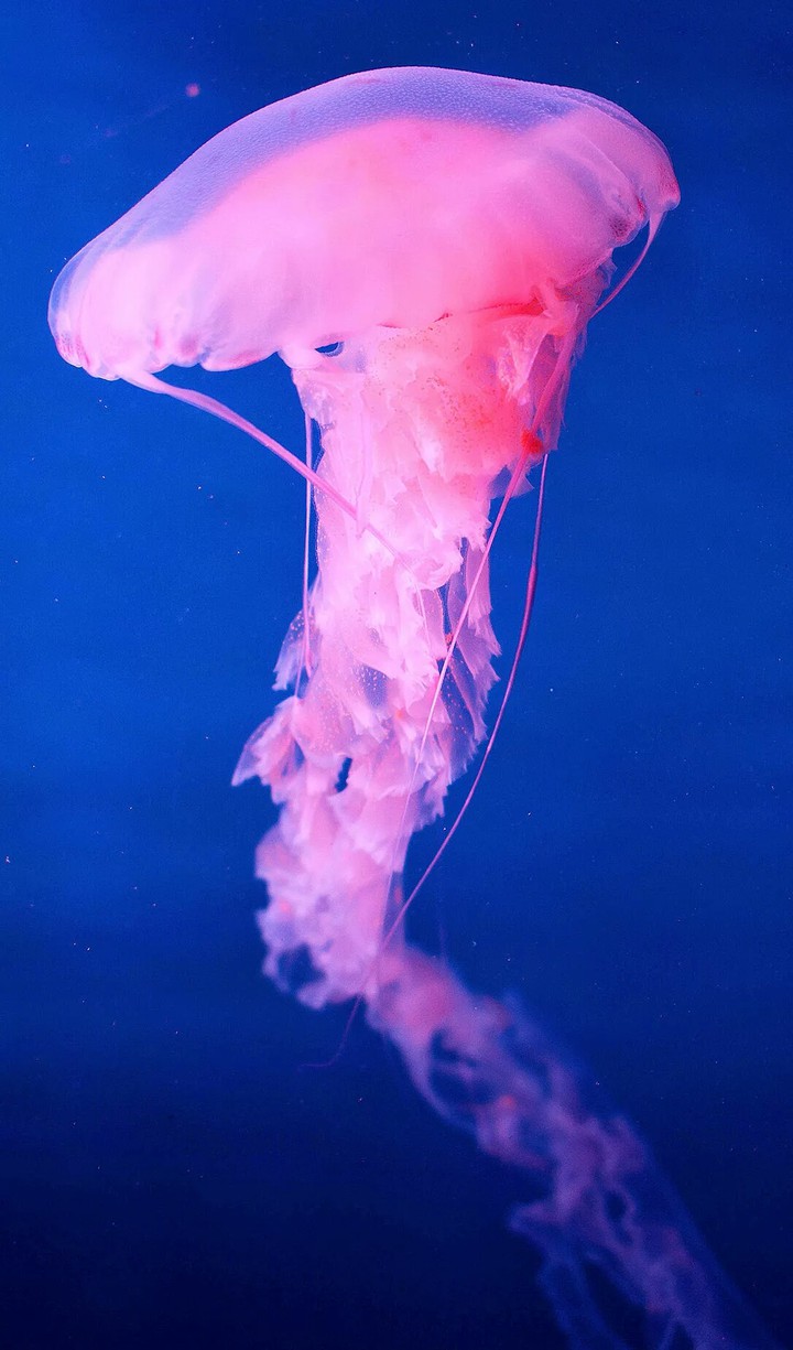 jely fish