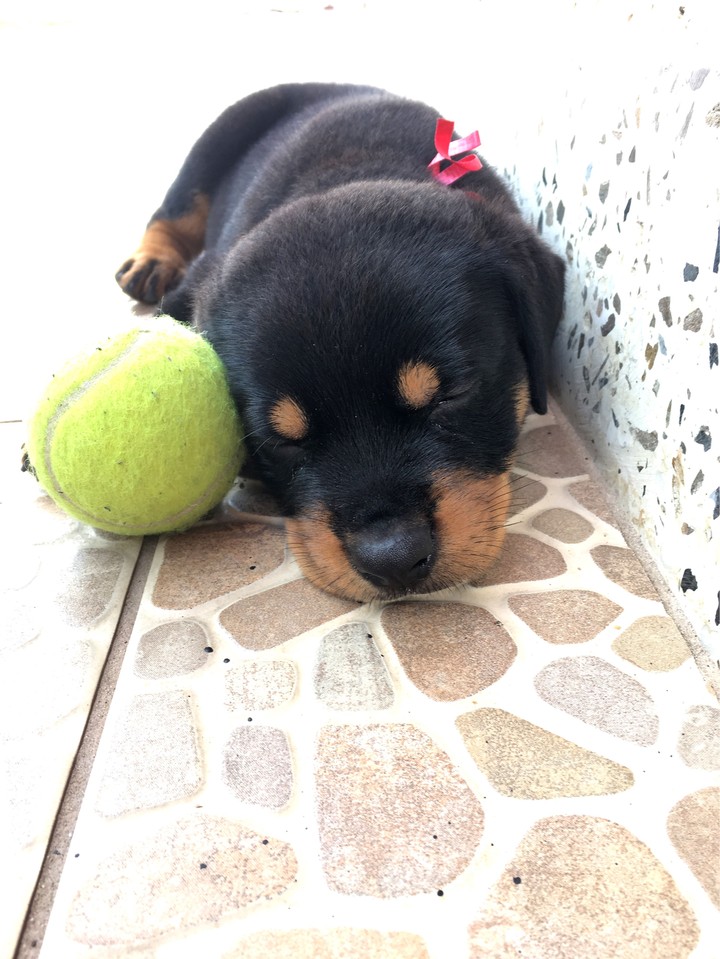 Sleepy fellow