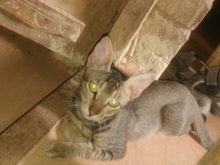 cat