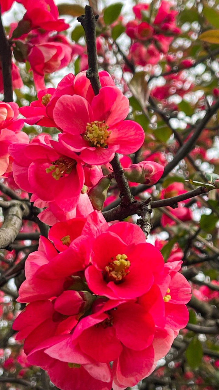 Spring