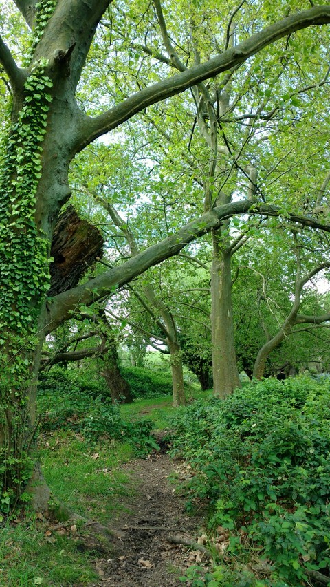 bosque