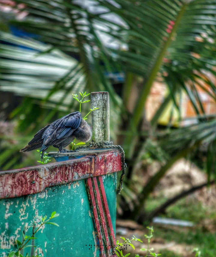 crow