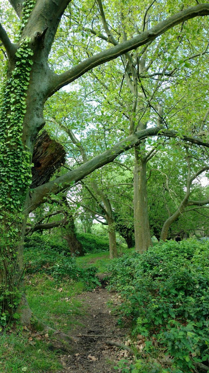 bosque