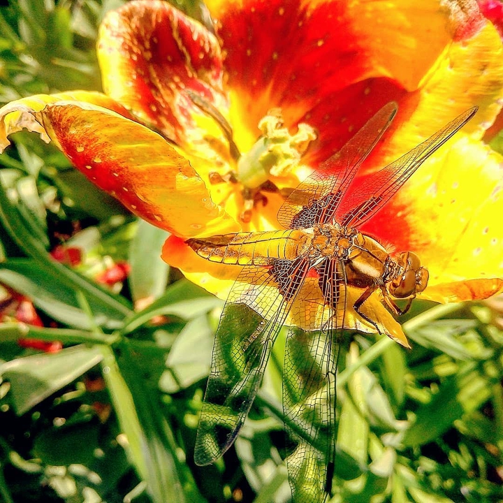 Dragonfly