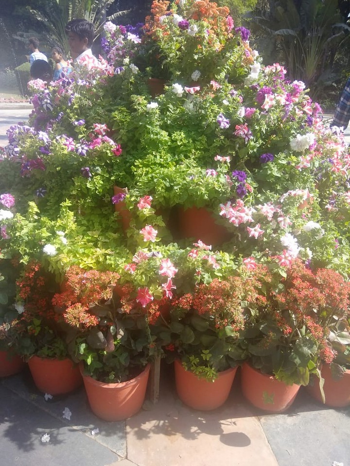 Flowers