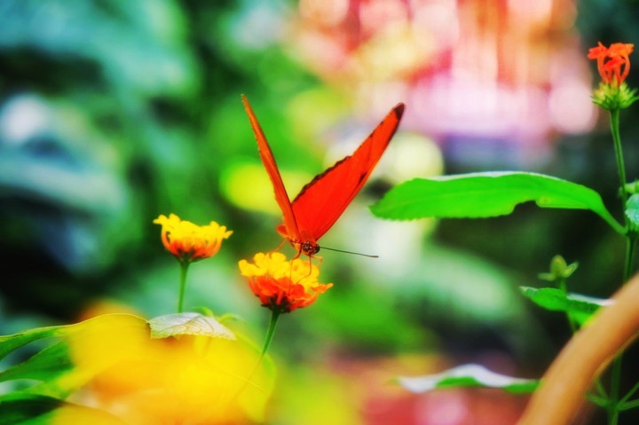 butterfly