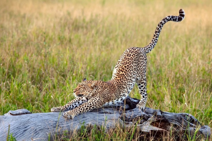 Cheetah