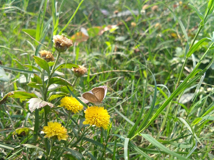 butterfly