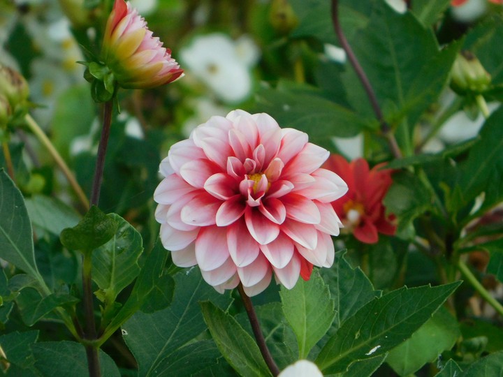Dahlia