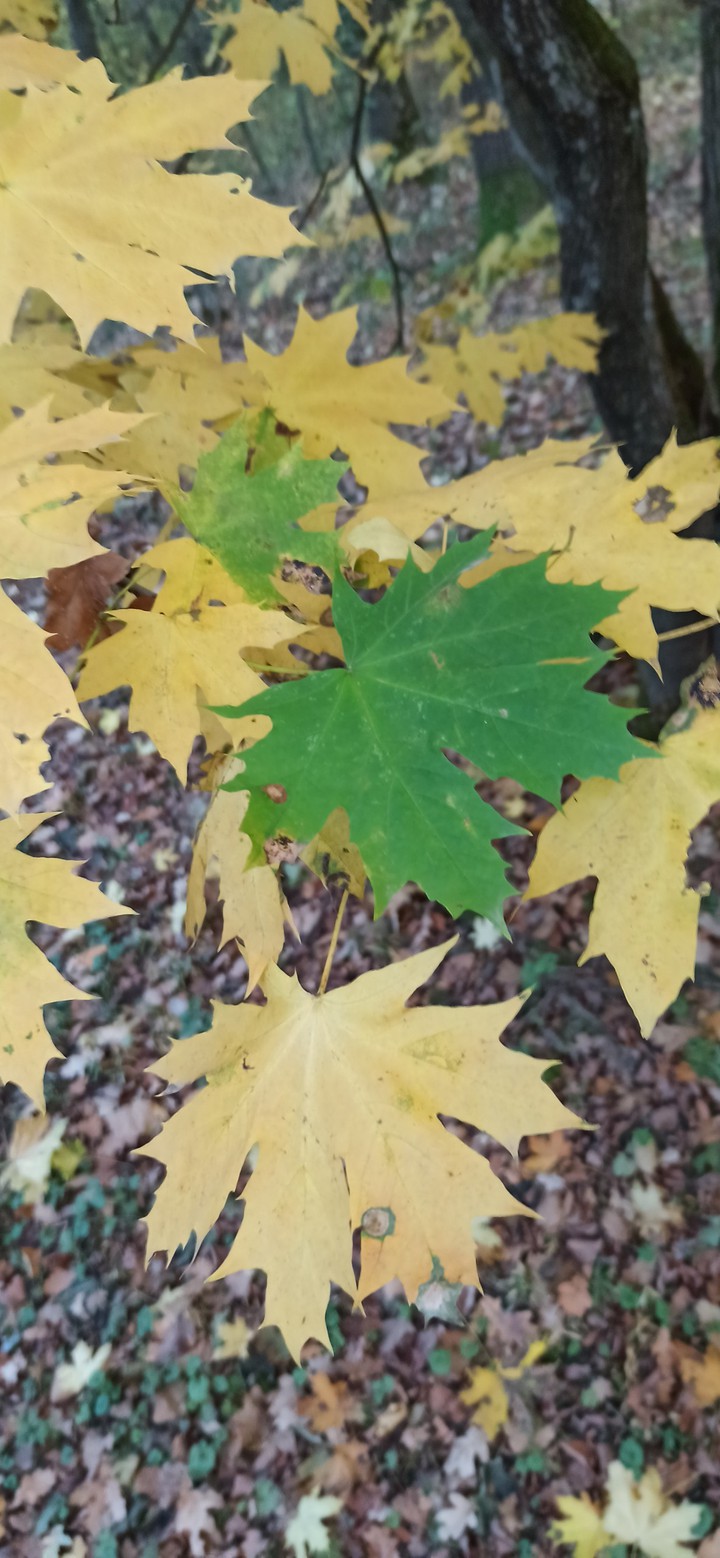 #Україна #осінь #autumn