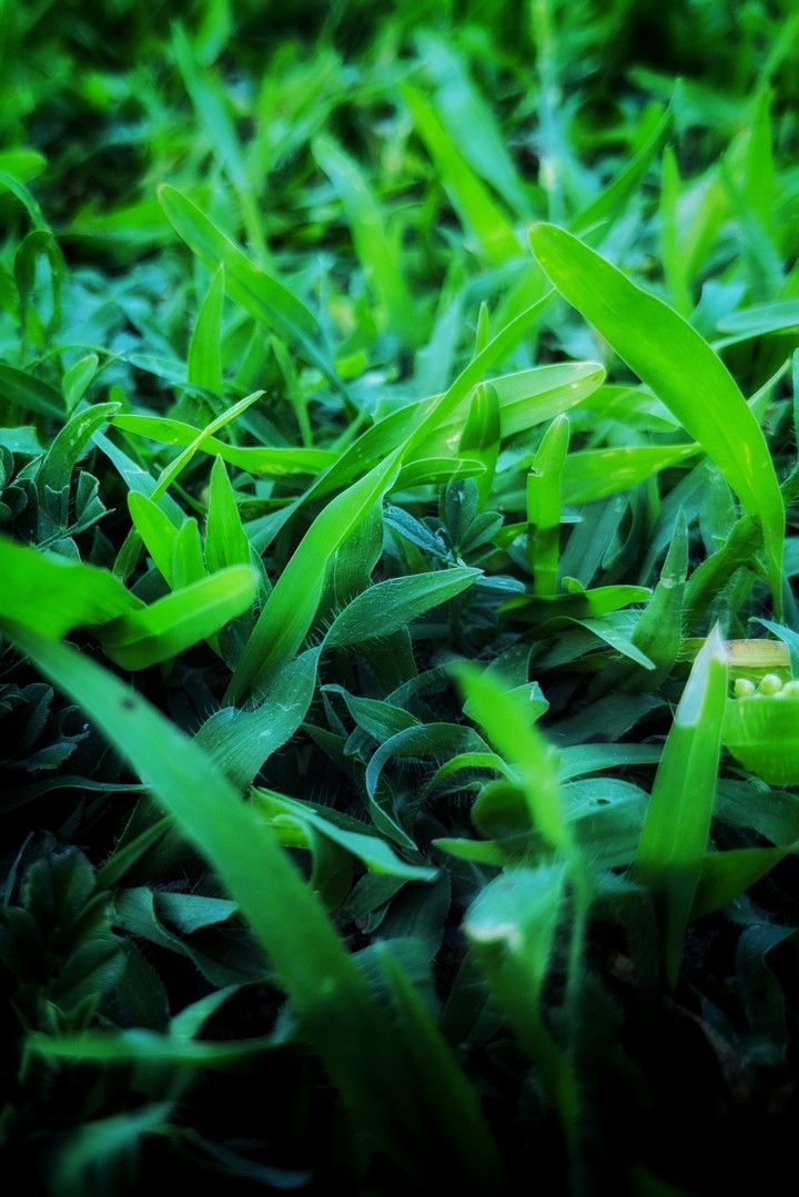portrait grass