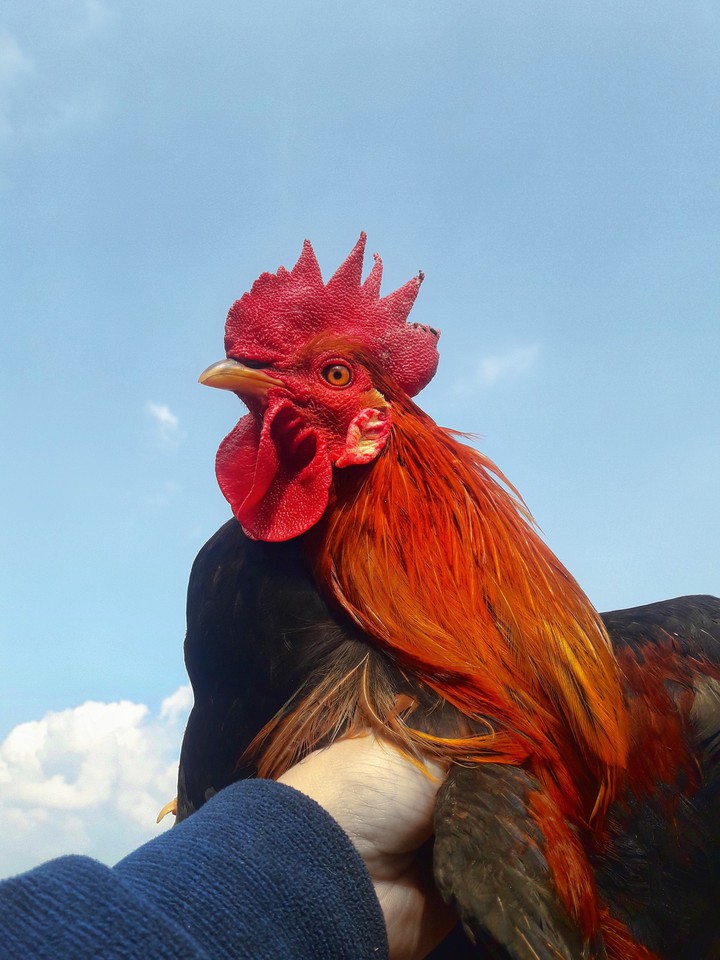 Cock