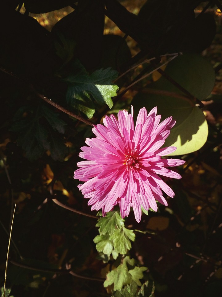 Autumn blossom