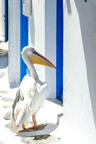 STAMATIOS