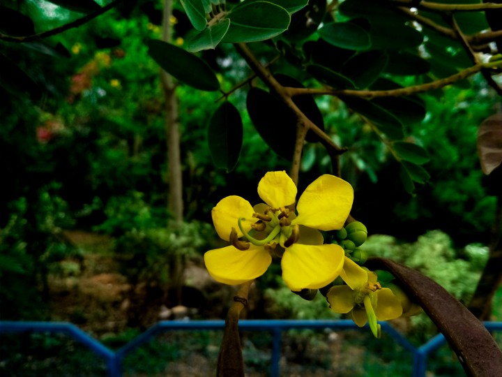yellow beauty flower