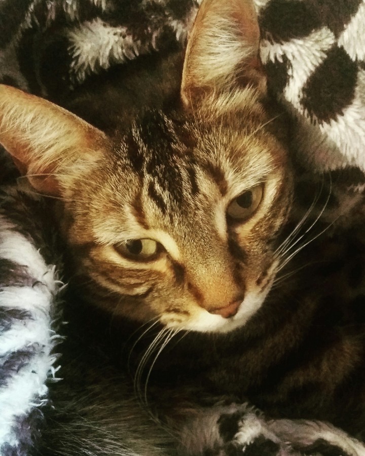 Love cat