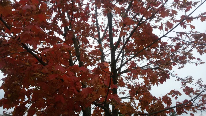 autumn