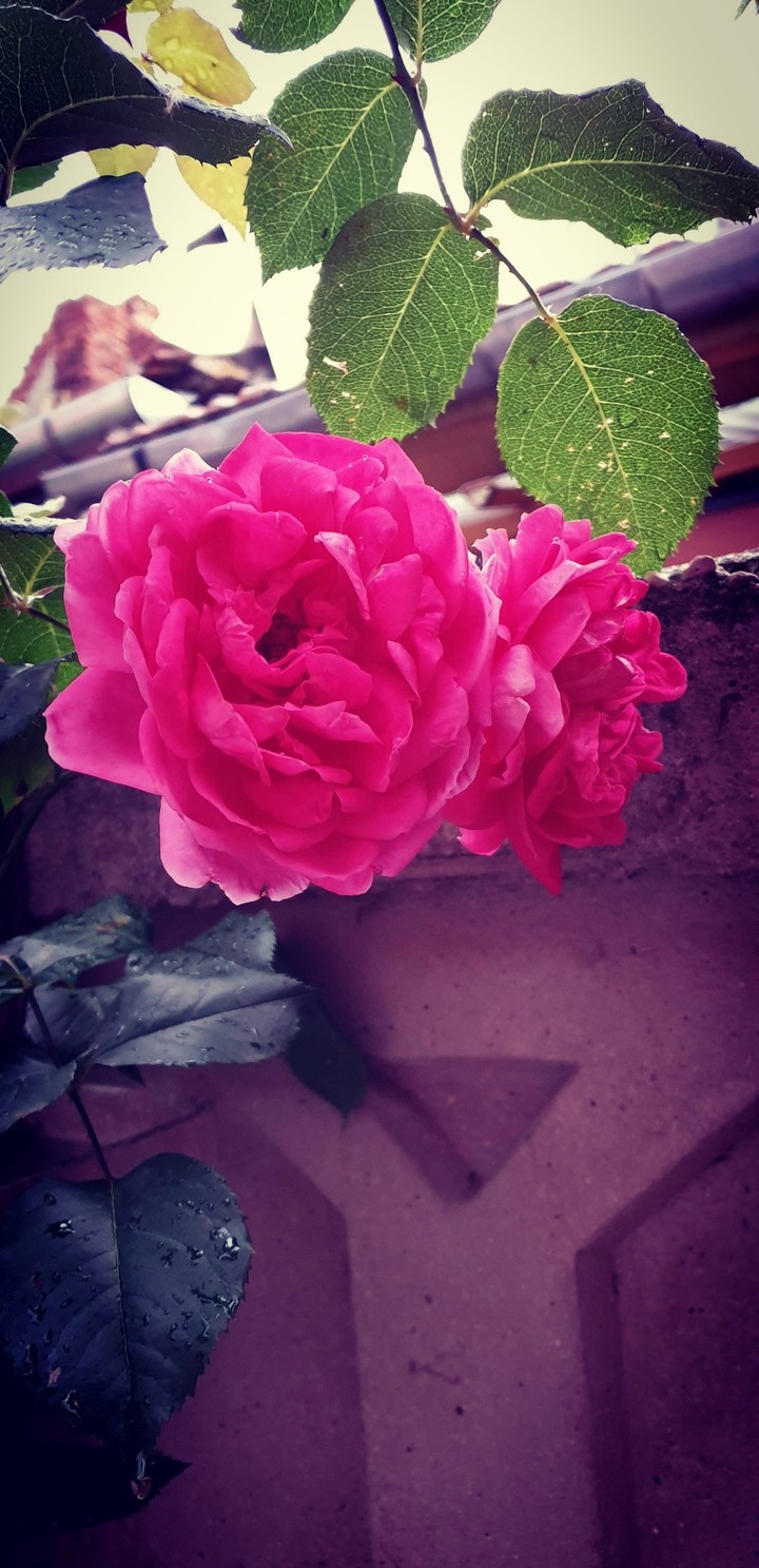 Roses