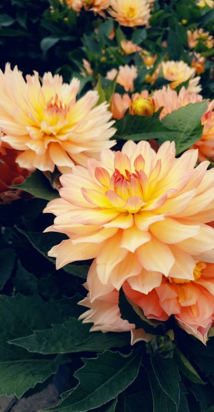 Blume
