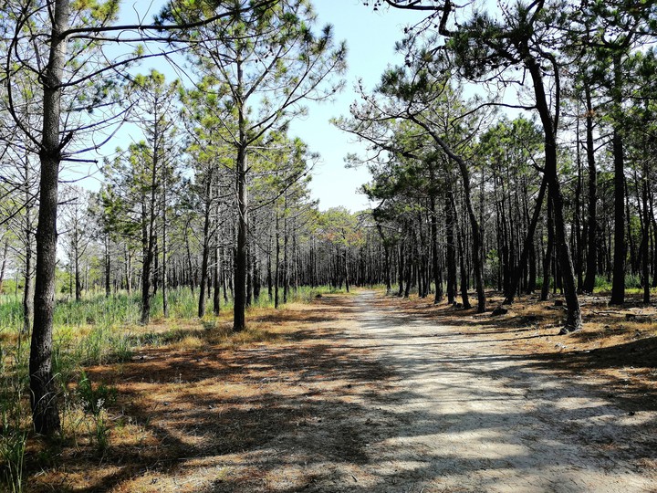 Mediterranean forest