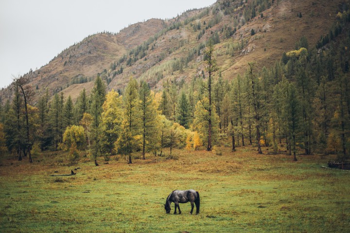 field