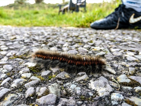 papéis de parede grass, caterpillar