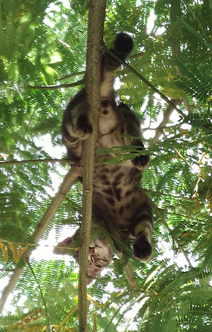 chat