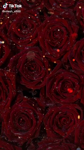 Rose day Special