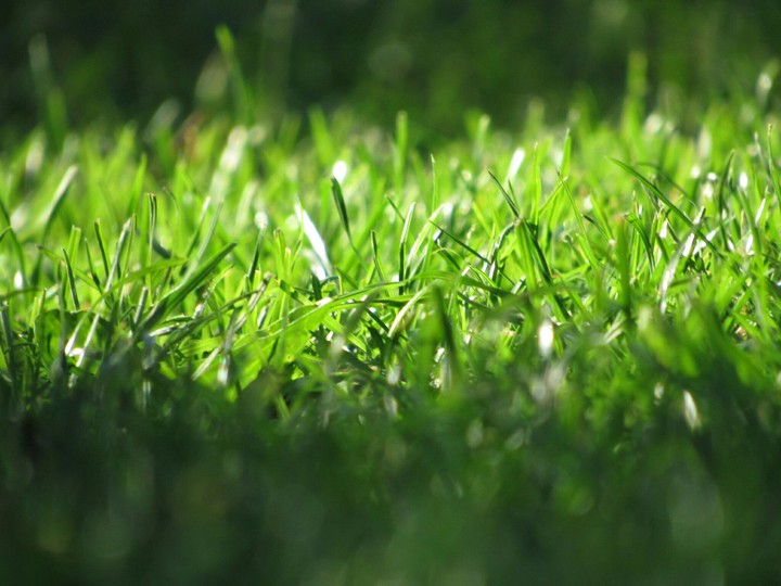 grass