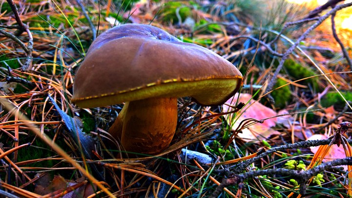 mushroom