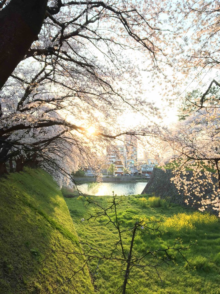 sakura