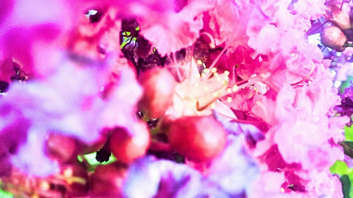 pink flower