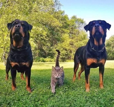 sfondi rottweiler, huntaway
