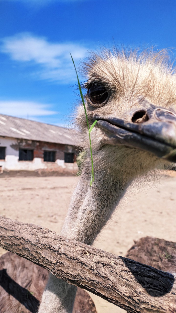 African ostrich