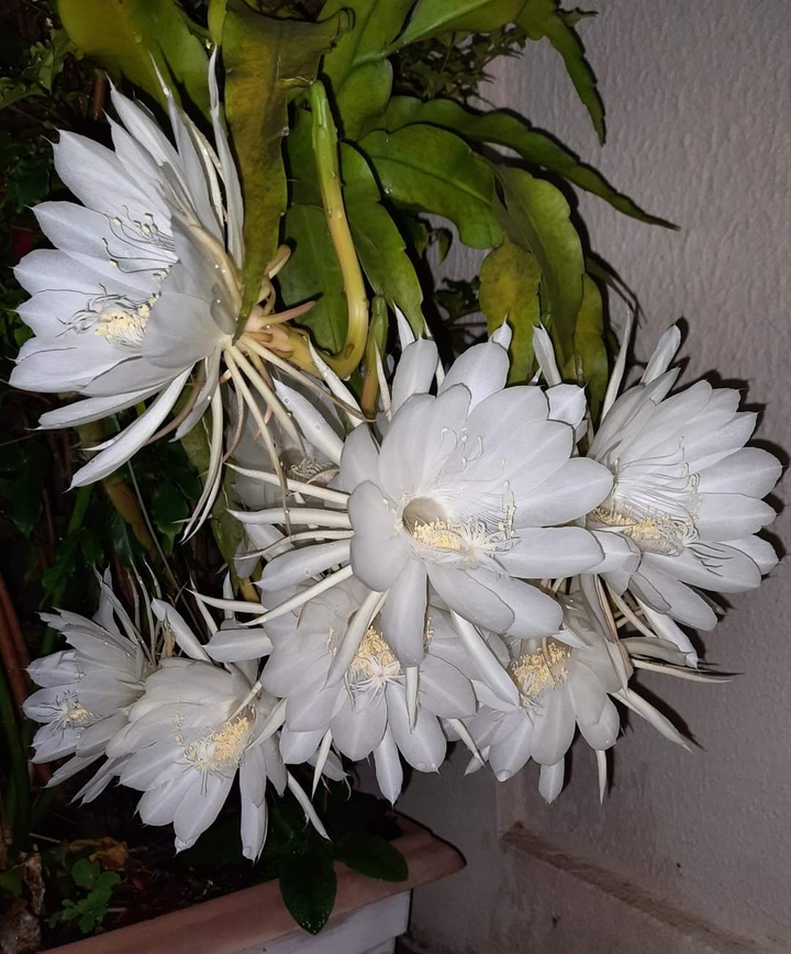 Para todos meus amigos queridos ?.