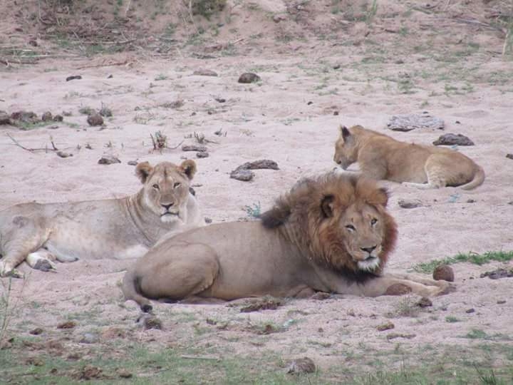 lion family