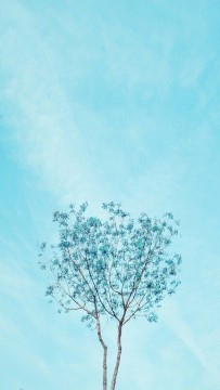파랑 나무