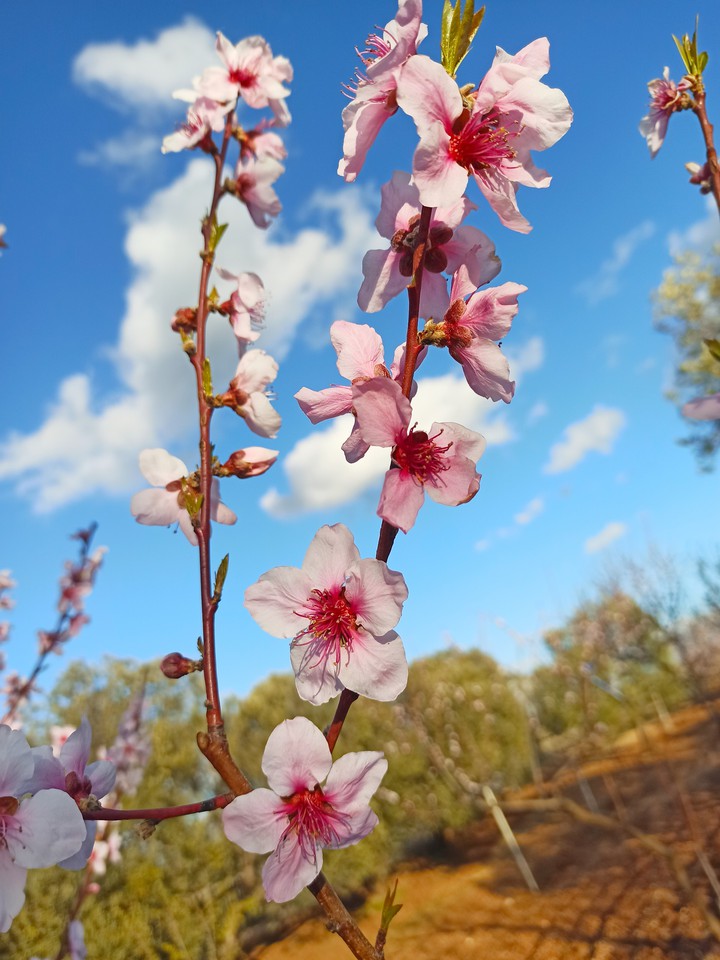 Almond flowers ❀