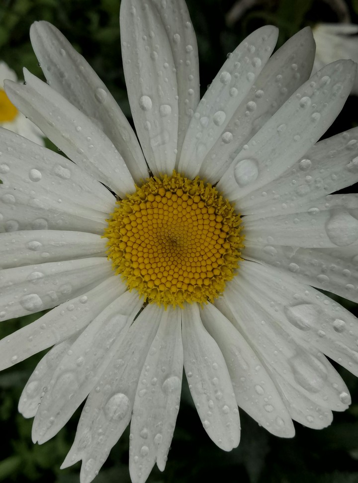 chamomile
